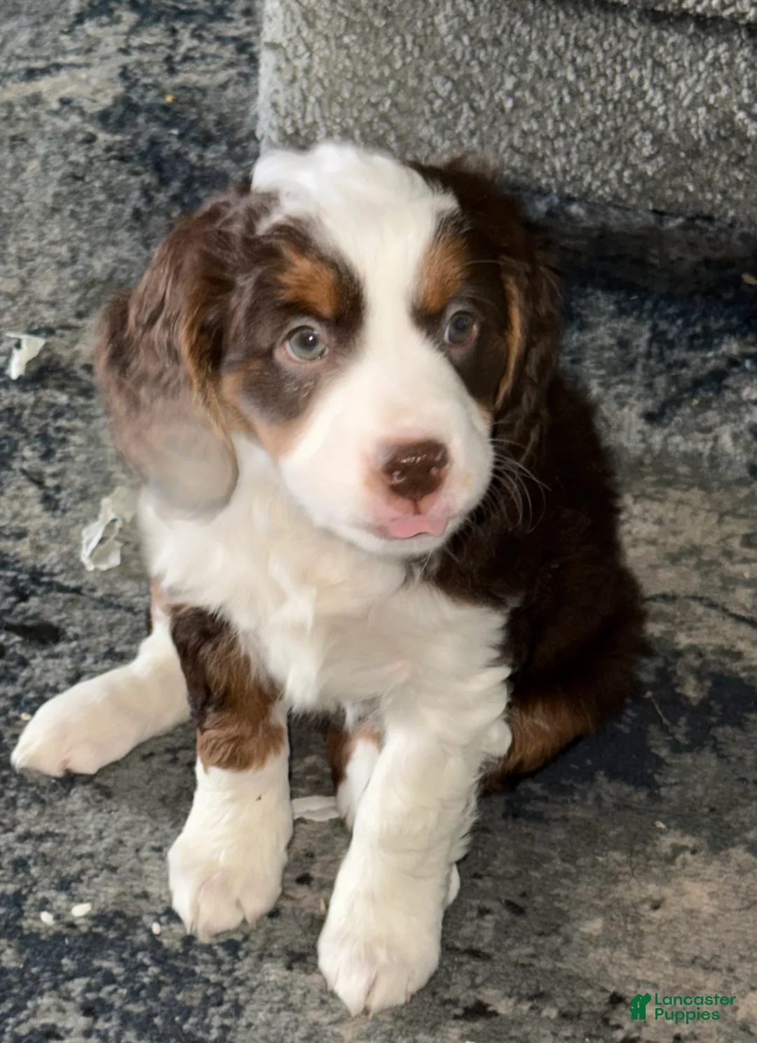 Mini Bernedoodle dogs for sale: Jasmin - Ad 1