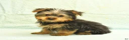 Yorkshire Terrier dogs for sale: Harold - Ad 1