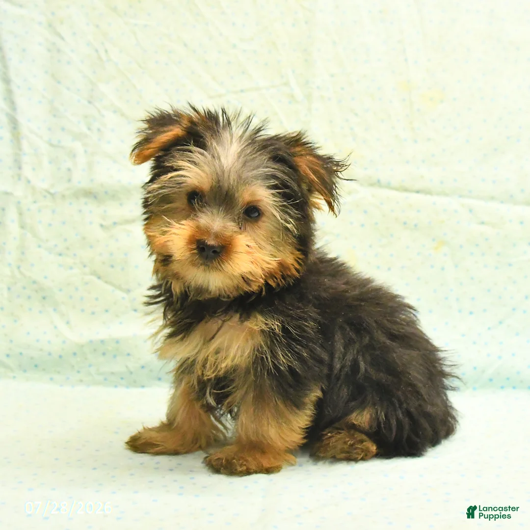 Yorkshire Terrier dogs for sale: Harold - Ad 1