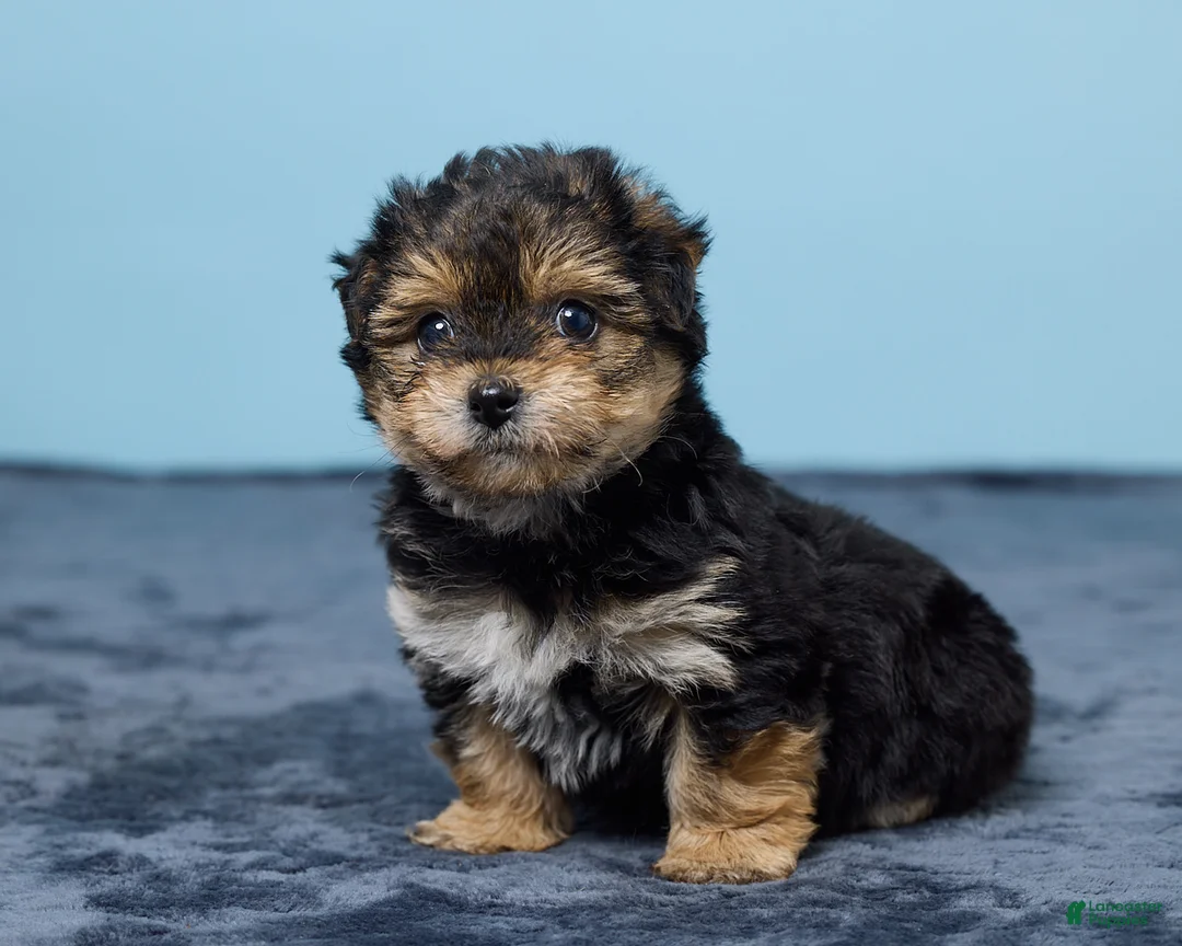 Yochon dogs for sale: Lance - Ad 2