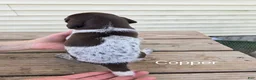 German Shorthaired Pointer dogs for sale: Copper - Ad 3
