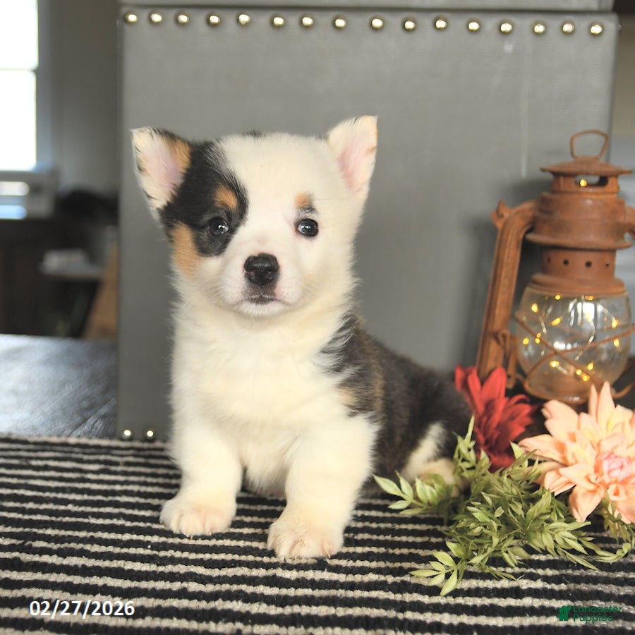 Welsh Corgi Pembroke dogs for sale: Cookie - Ad 3