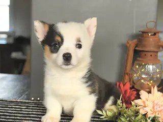 Welsh Corgi Pembroke dogs for sale: Cookie - Ad 3