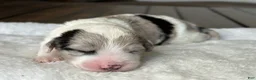 Sheepadoodle dogs for sale: Merle Male 2 - Ad 4
