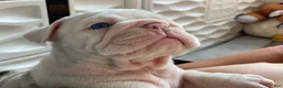 English Bulldog dogs for sale: Dallas - Ad 5