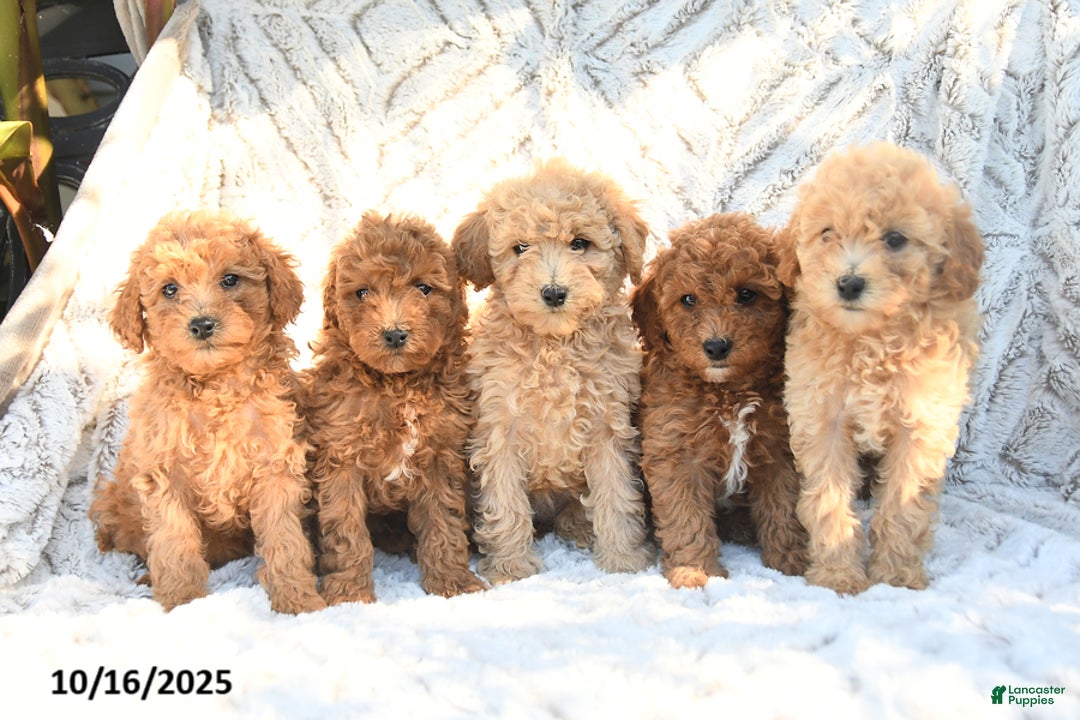 Toy Poodle dogs for sale: Peanut  - Ad 4