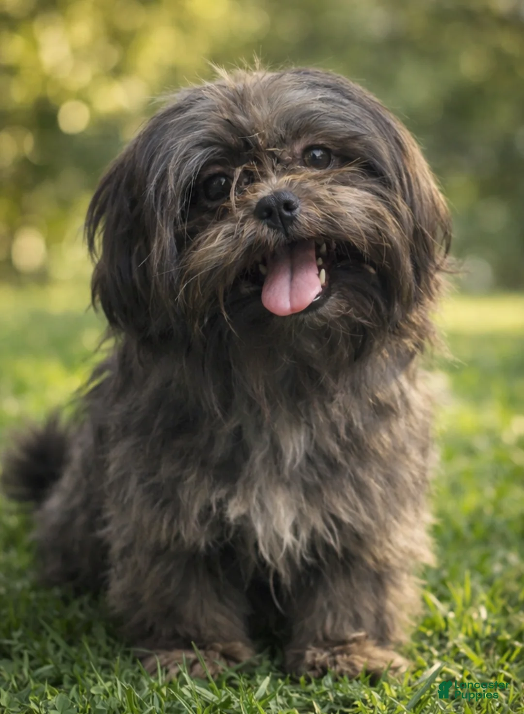 Shih Tzu dogs for sale: Miles - Ad 5