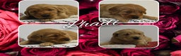 Golden Retriever dogs for sale: Lhadi - Ad 1