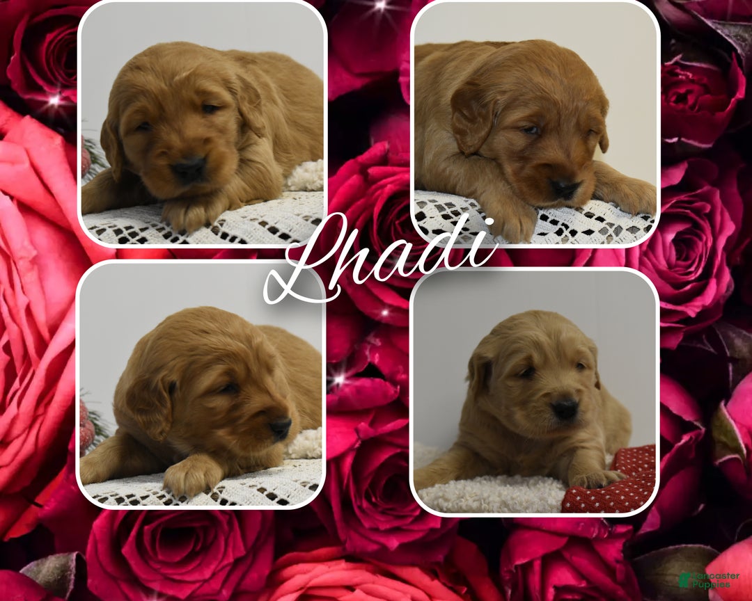 Golden Retriever dogs for sale: Lhadi - Ad 1