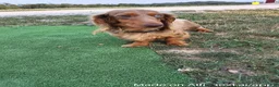 Dachshund dogs for sale: Cody - Ad 9