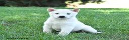 Shiba Inu dogs for sale: Glacier - Ad 5
