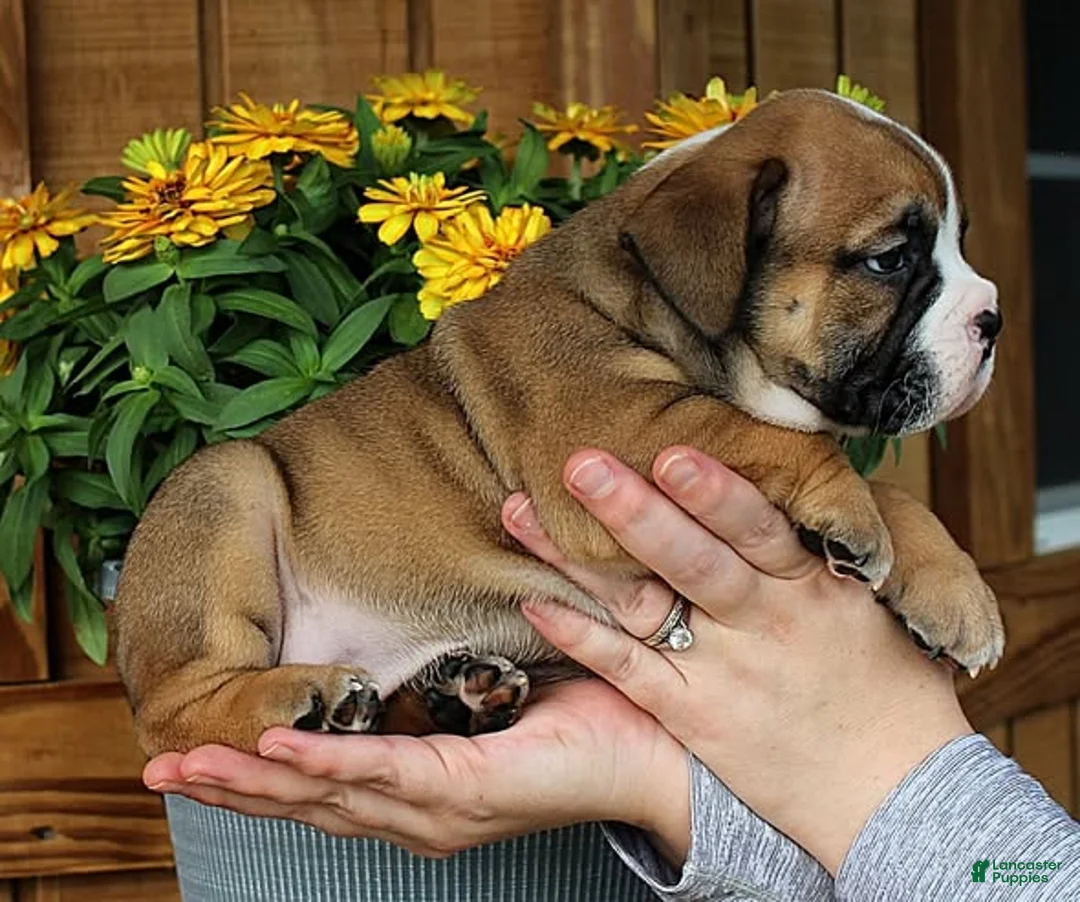 Olde English Bulldogge dogs for sale: Canyon - Ad 1