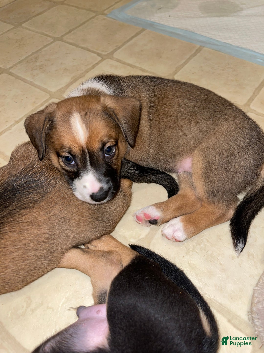 Mixed Breed dogs for sale: Frijoles - Ad 2