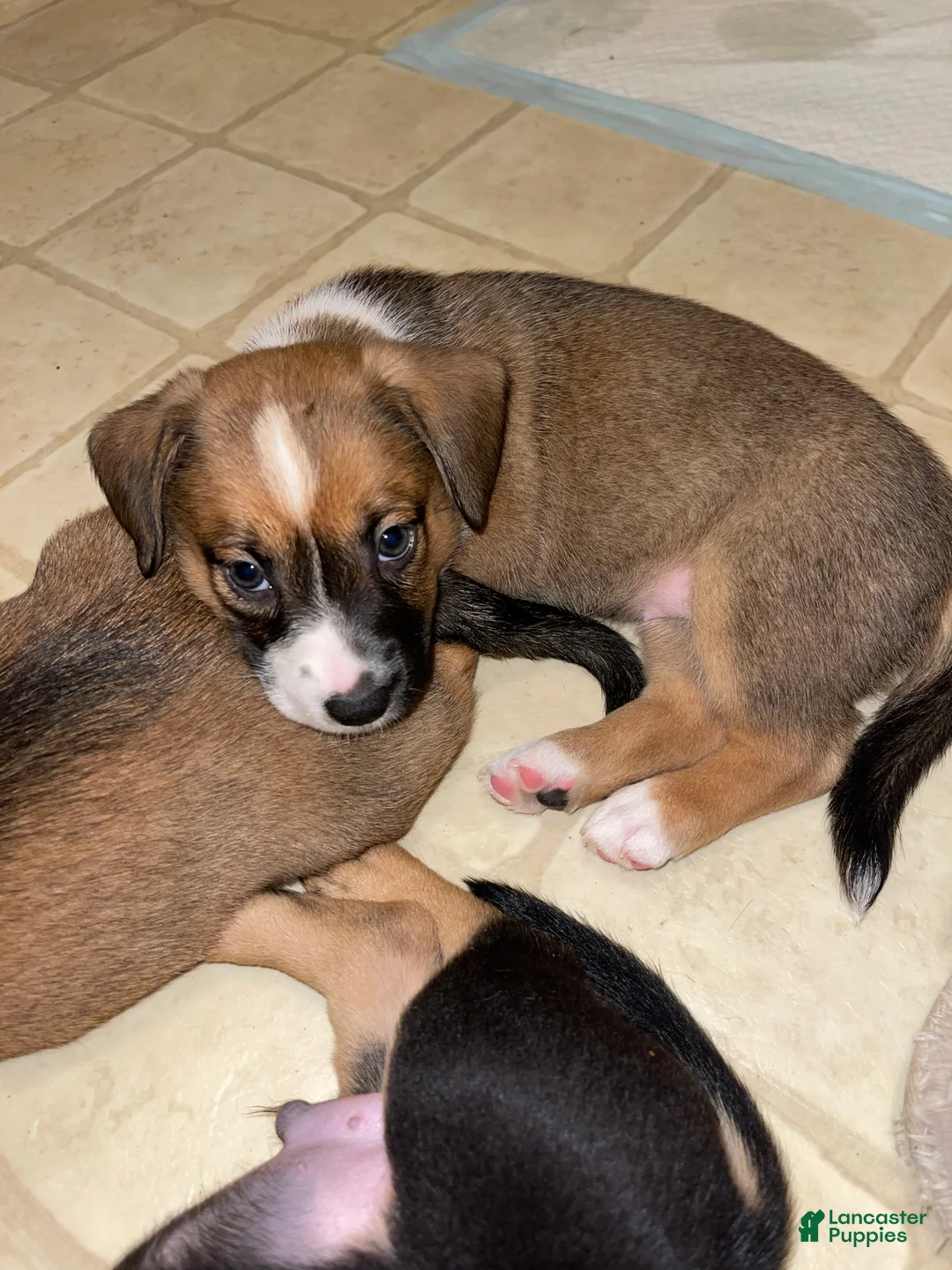 Mixed Breed dogs for sale: Frijoles - Ad 2