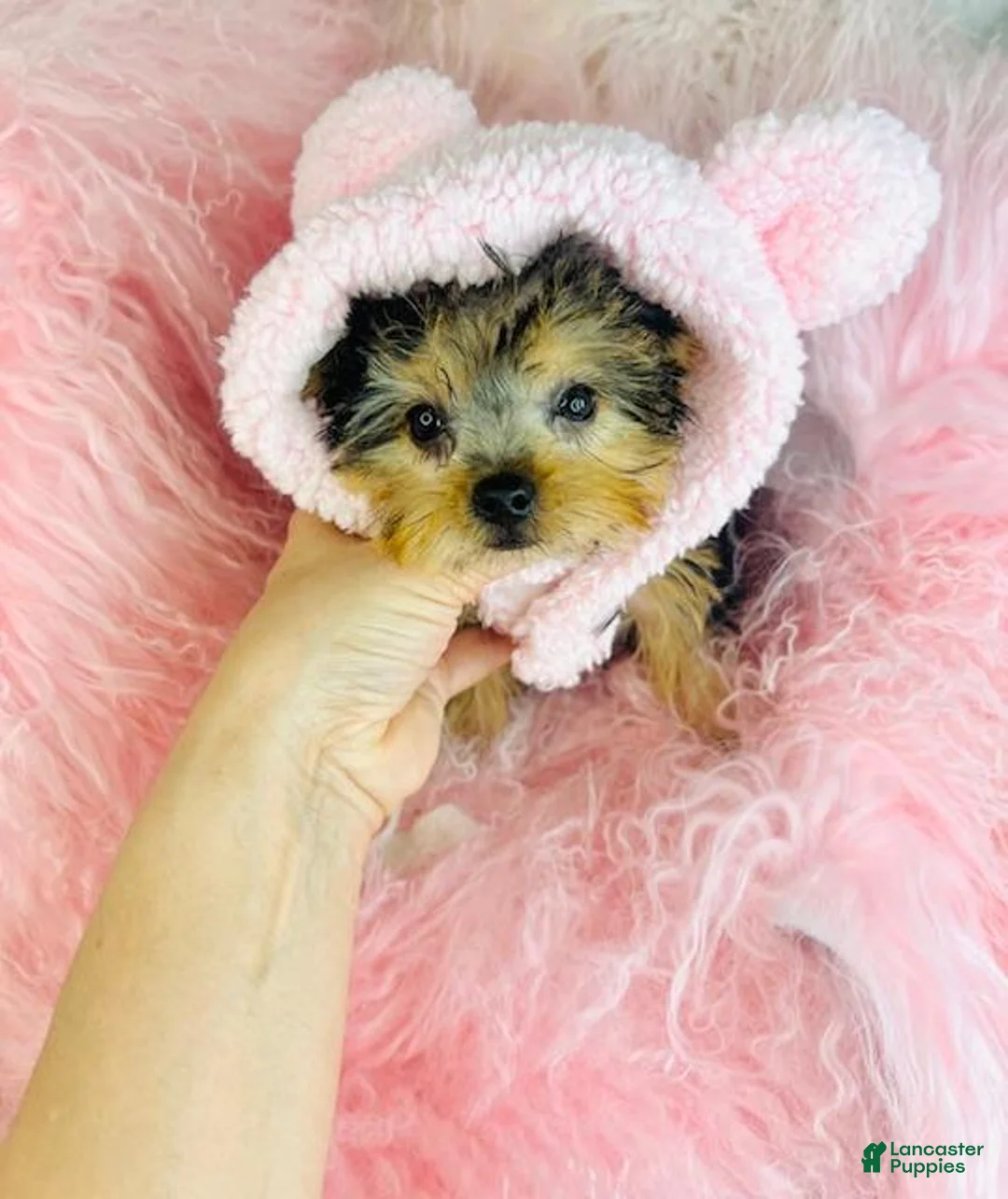 Yorkshire Terrier dogs for sale: Yorkshire Terrier Puppy 1 - Ad 1