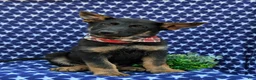 German Shepherd dogs for sale: Powell - Ad 3
