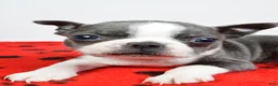 Boston Terrier dogs for sale: Tucker - Ad 4