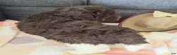 Maltipoo dogs for sale: Archie (chocolate)  - Ad 12