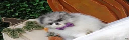 Pomeranian dogs for sale: Pomeranian 2 - Ad 1