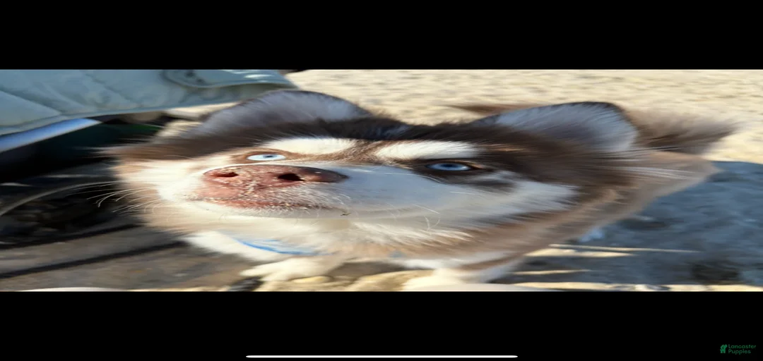 Gallery Image {{count}}