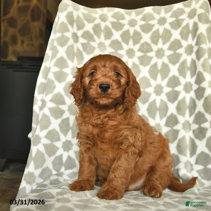 Cavapoo dogs Archer  - Ad 1