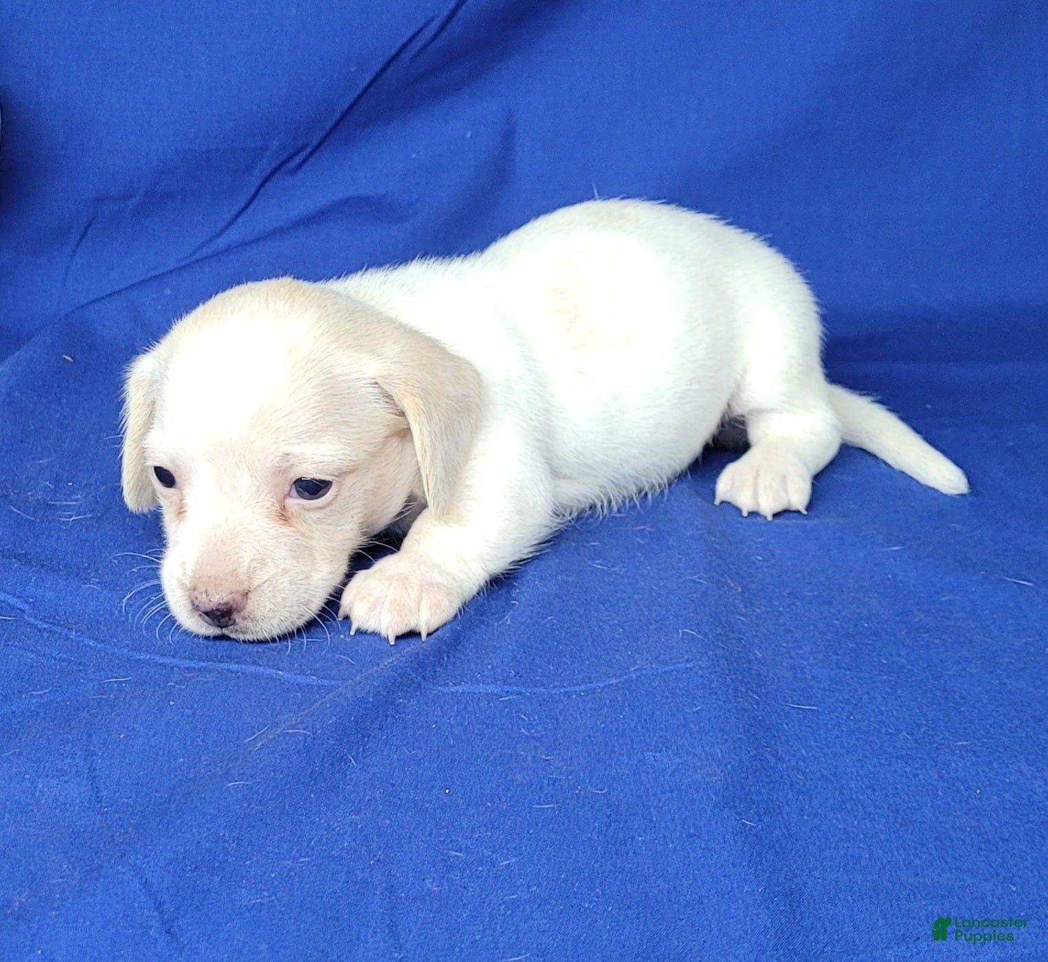 Miniature Dachshund dogs AKC Laci Cream female  - Ad 1