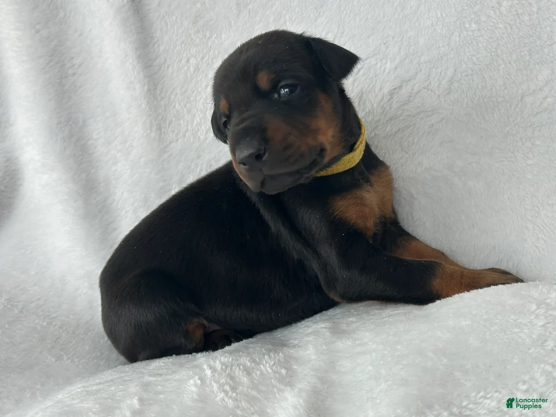 Doberman Pinscher dogs for sale: Doberman Pinscher Puppy 6 - Ad 2