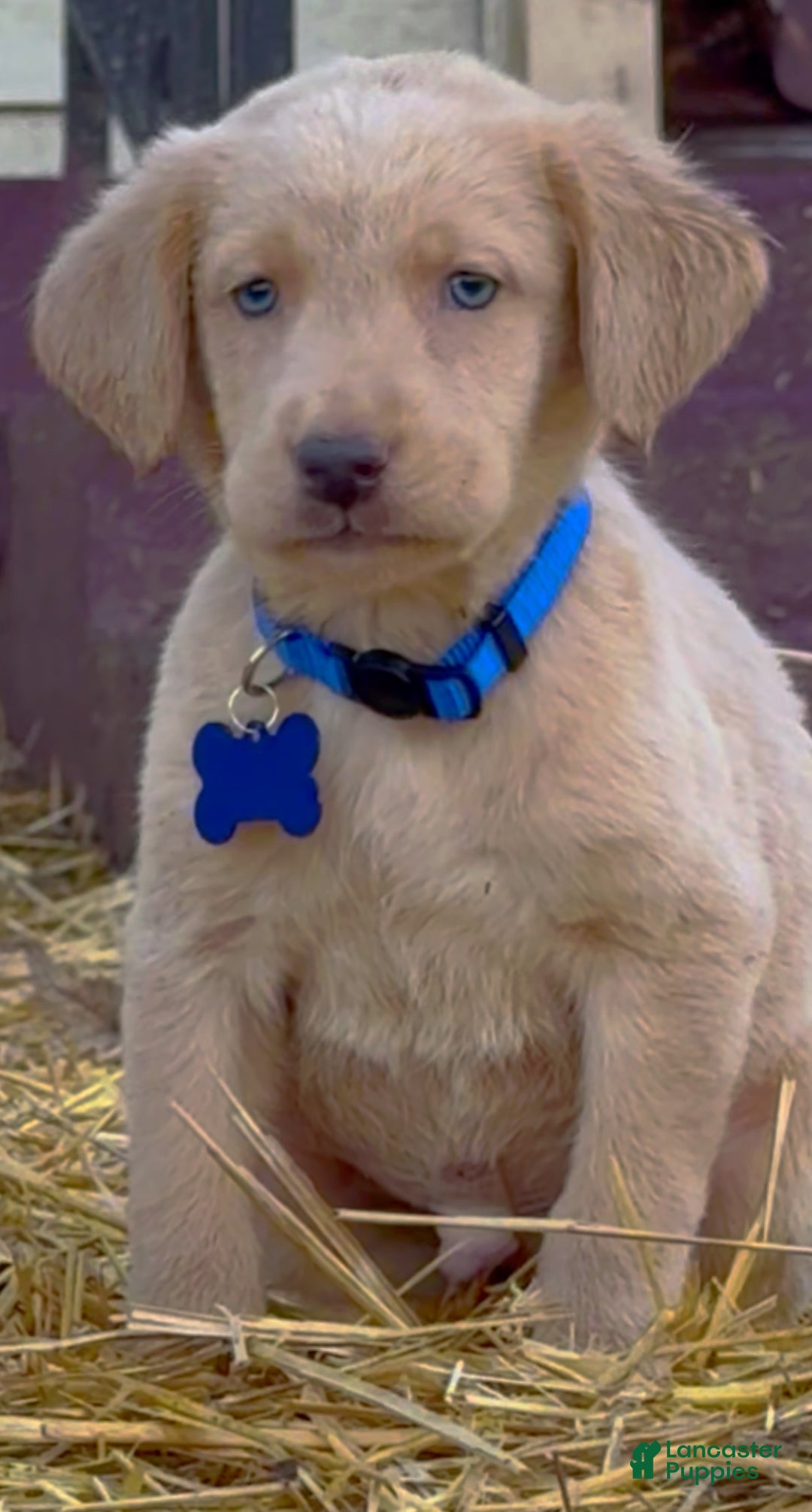 Labrador Retriever dogs for sale: Labrador Retriever Puppy 2 - Ad 22