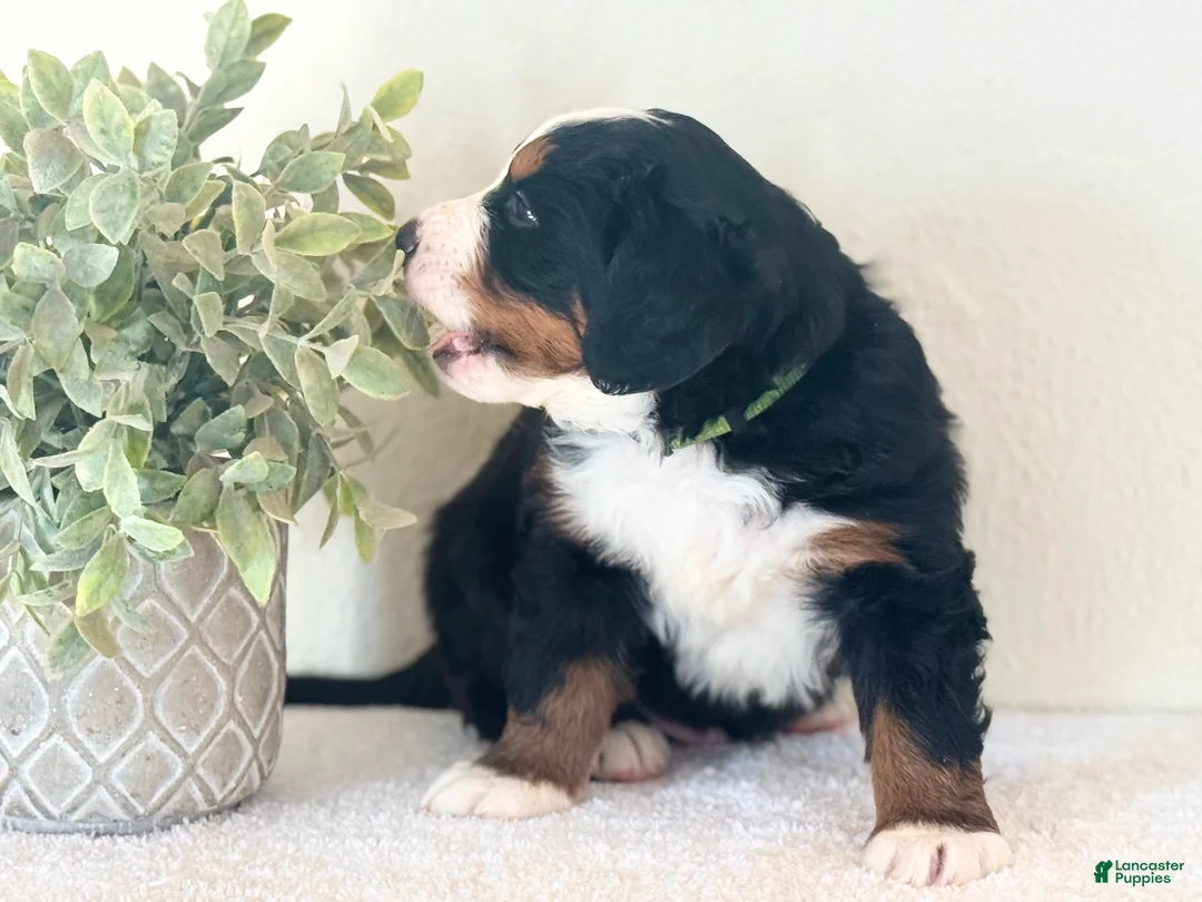 Bernese Mountain Dog dogs for sale: Bernese Mountain Dog Puppy 1 - Ad 5