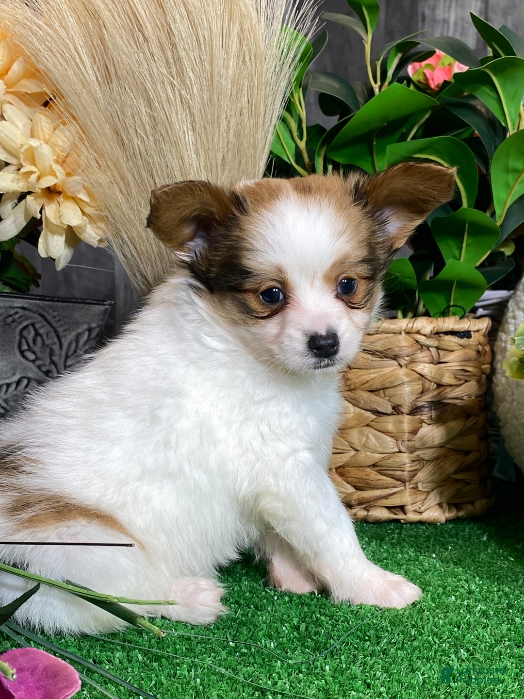 Papillon dogs for sale: Remmi - Ad 7