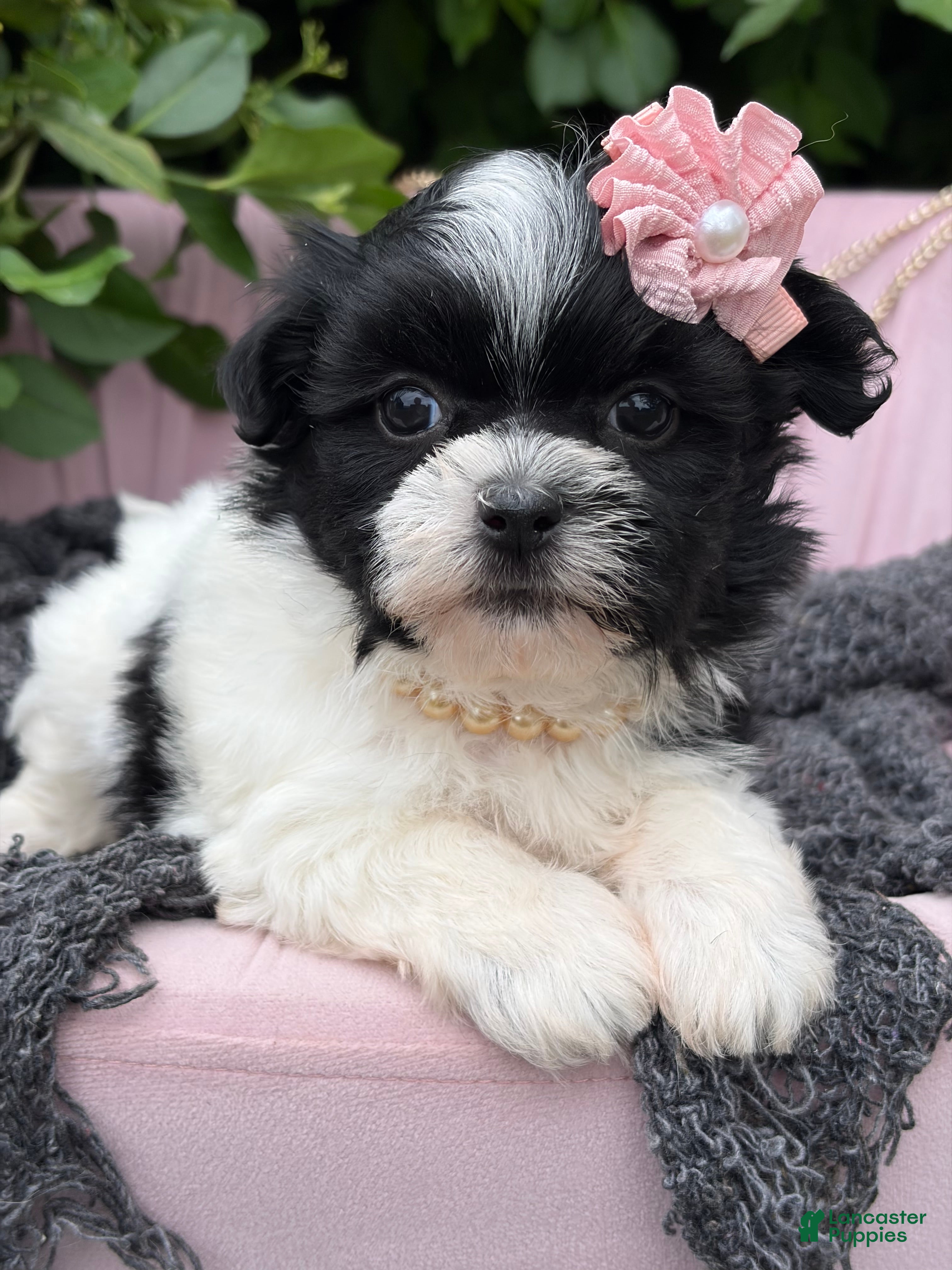 Malshi dogs Audrey - Ad 1