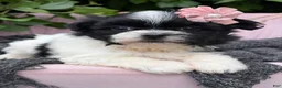 Malshi dogs for sale: Audrey - Ad 1