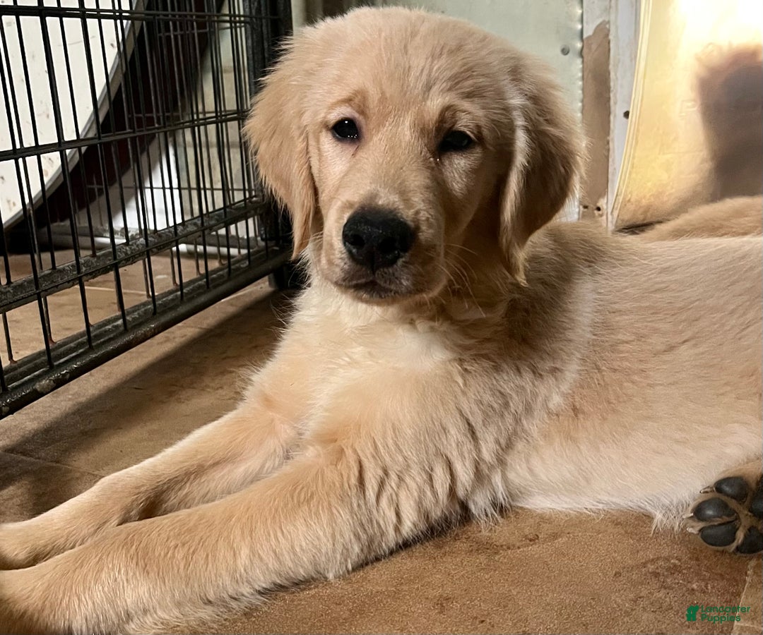 Golden Retriever dogs for sale: Golden Retriever Puppy 1 - Ad 2