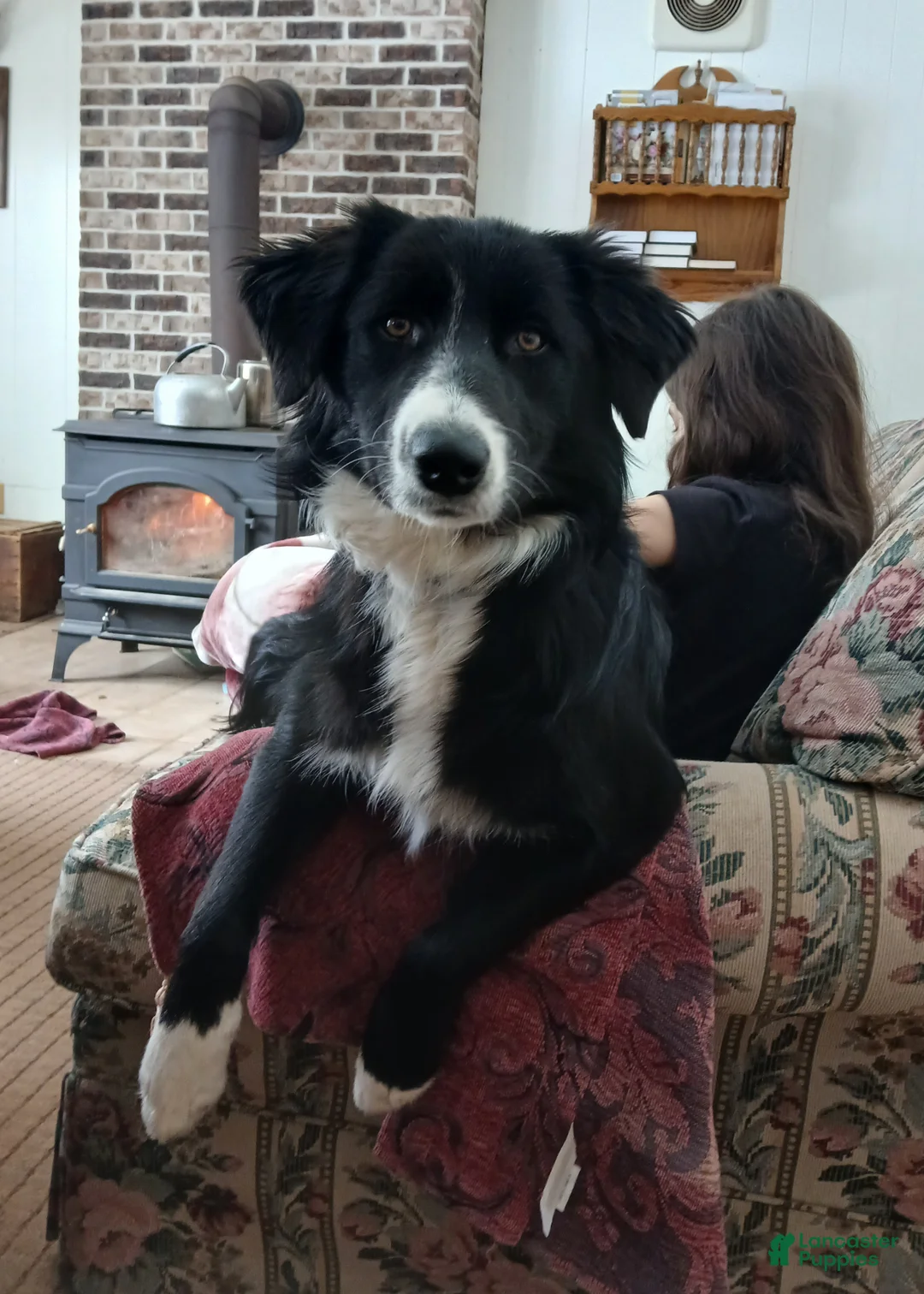 Border Collie dogs for sale: Bonnie - Ad 1