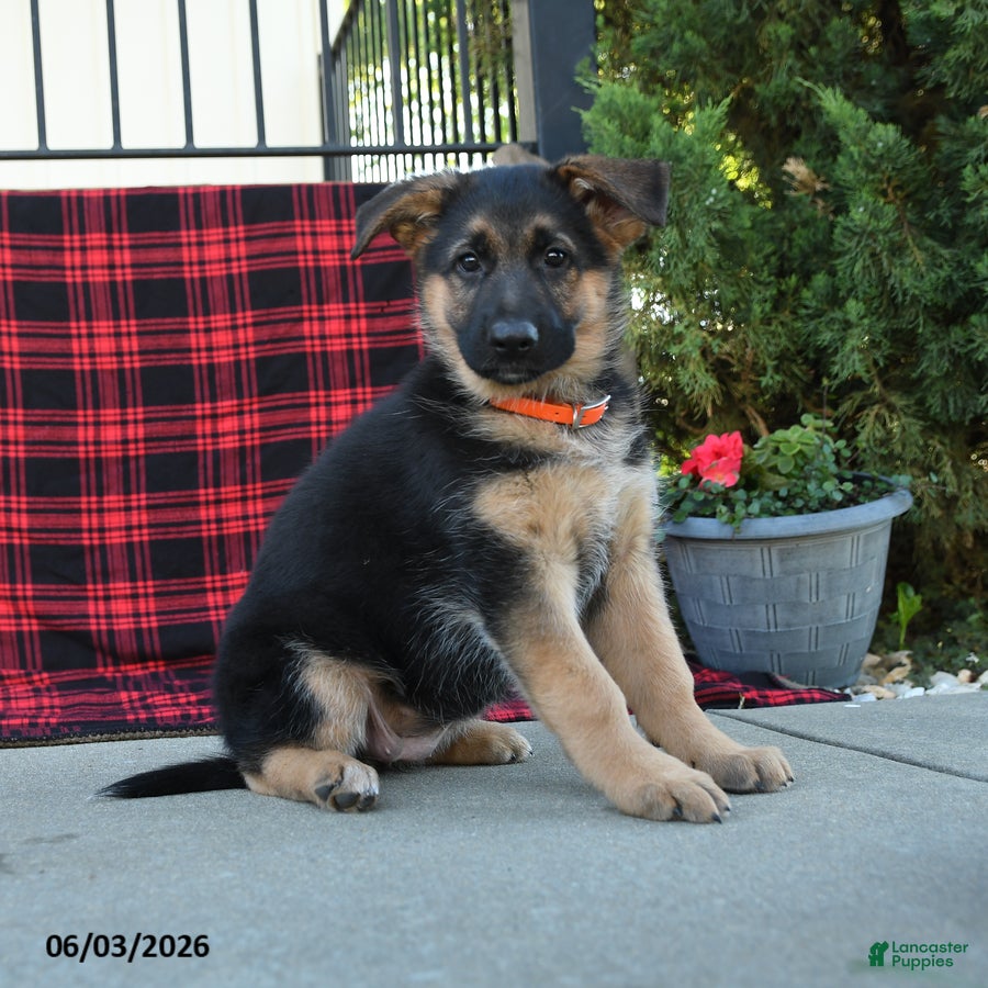 Mixed Breed dogs Rose  - Ad 1