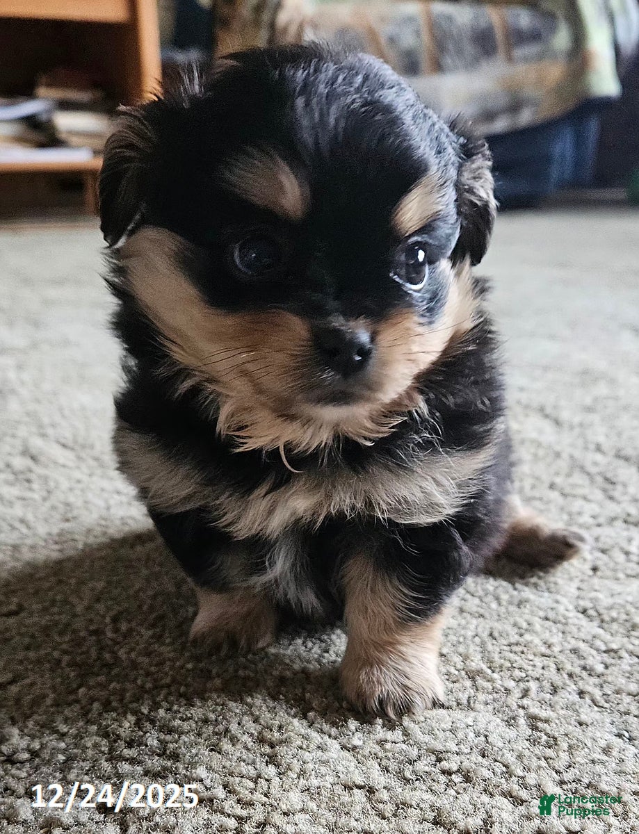 Mixed Breed dogs Lily EXTRA SMALL - Ad 34