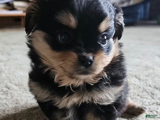 Mixed Breed dogs Lily EXTRA SMALL - Ad 34