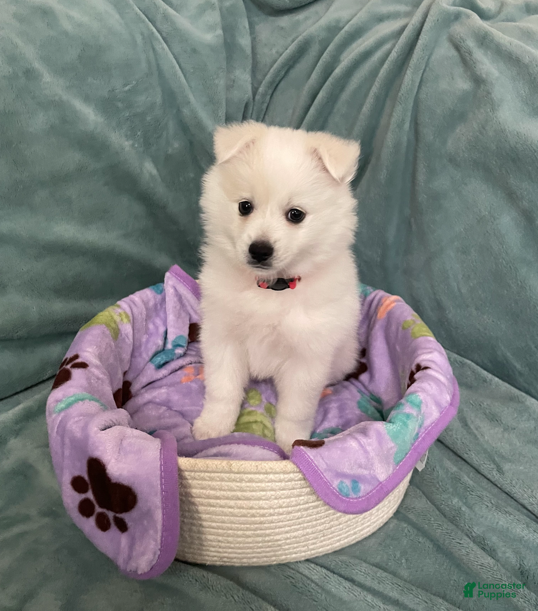 American Eskimo dogs for sale: Peppermint - Ad 3