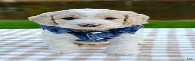 Patch-mini 