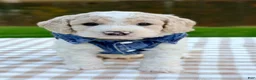 Goldendoodle dogs for sale: Patch-mini  - Ad 1