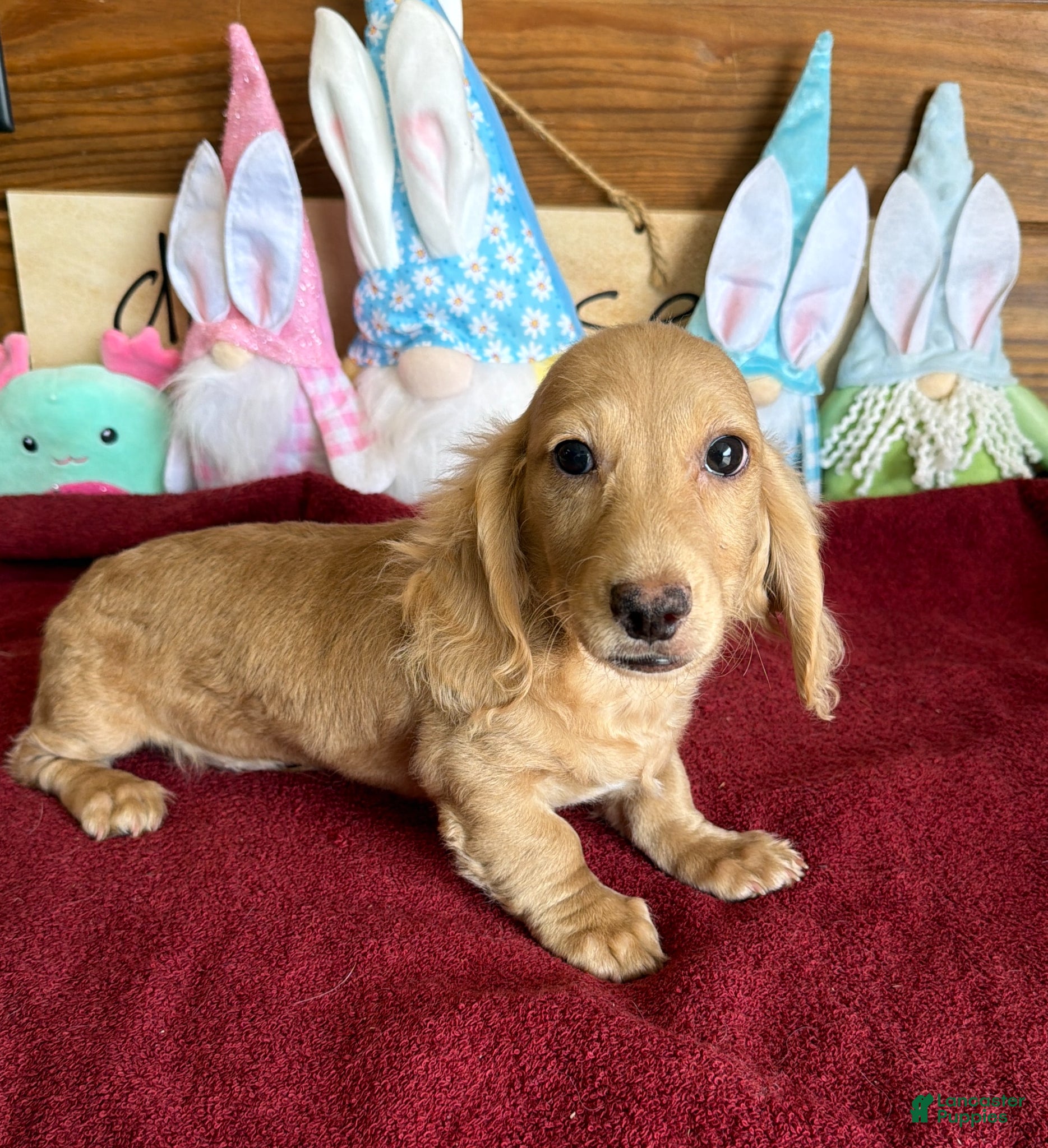 Dachshund dogs Tawny - Ad 6