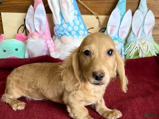 Dachshund dogs Tawny - Ad 7