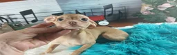 Chihuahua dogs for sale: Hand DELIVERY teacup underbite - Ad 3
