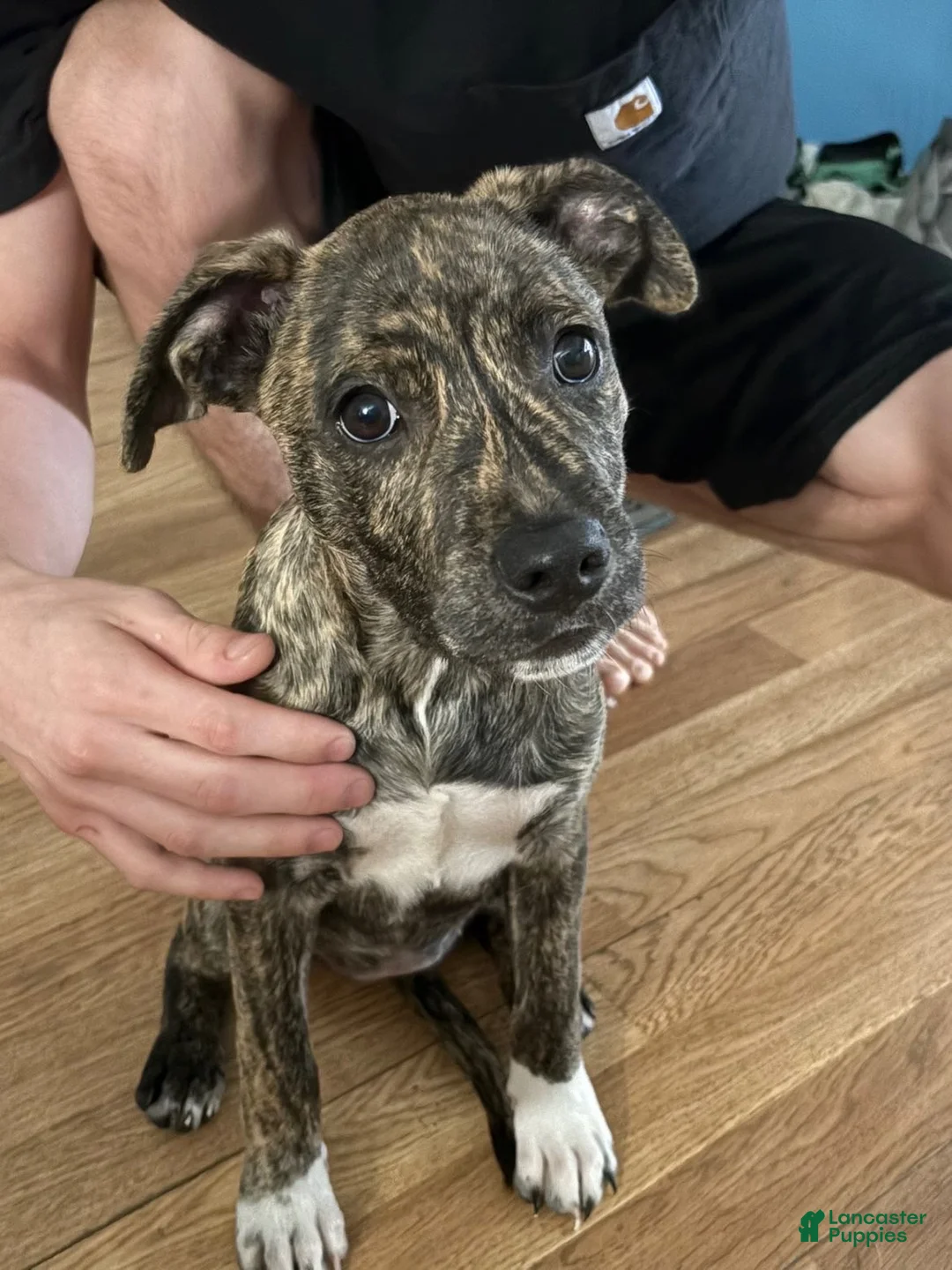 Mixed Breed dogs for sale: Lexis - Ad 1