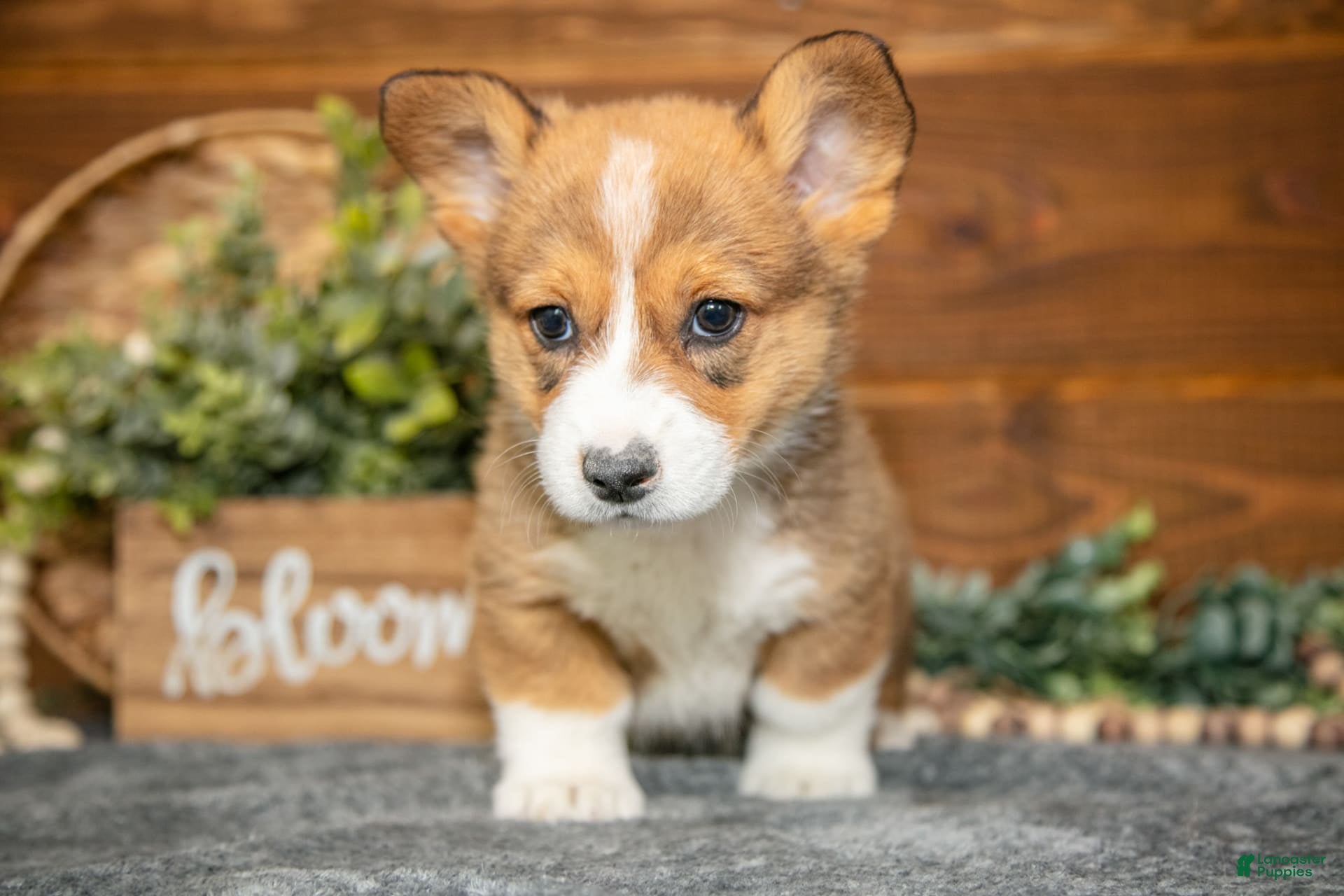 Welsh Corgi Pembroke dogs Willow - Ad 2