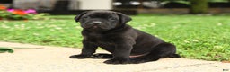 Cane Corso dogs for sale: Rockford - Ad 6