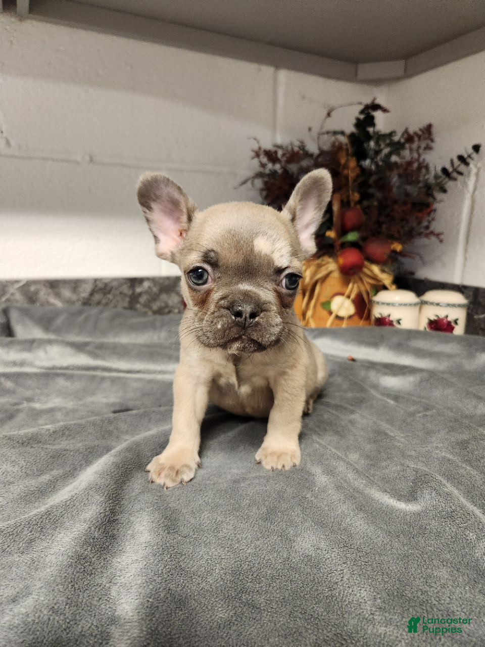 French Bulldog dogs Austin - Ad 1