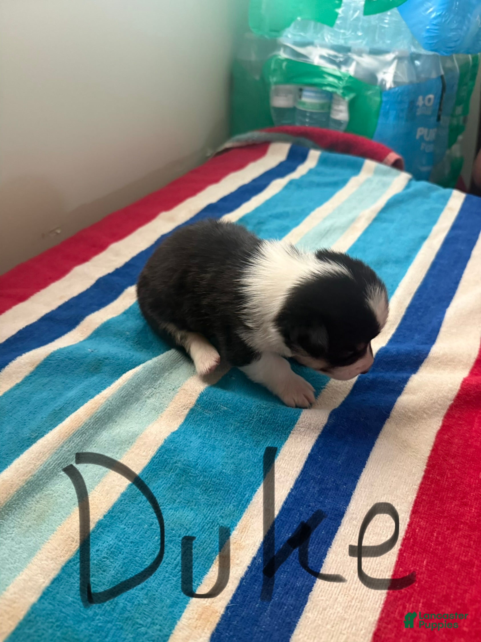 Welsh Corgi Pembroke dogs Duke - Ad 17
