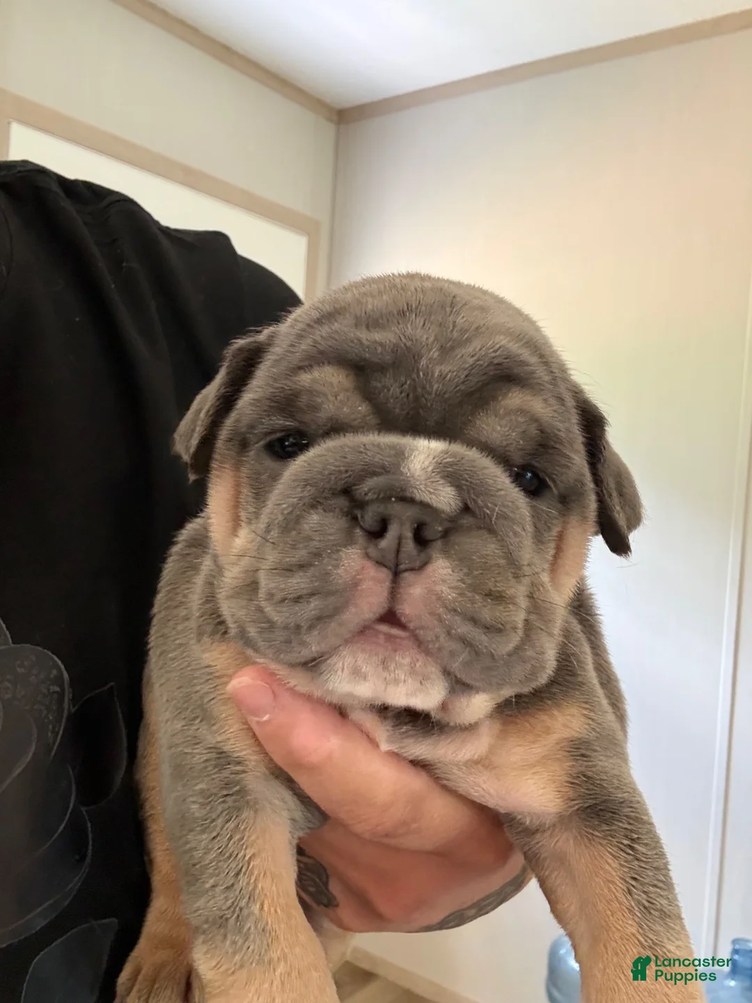 English Bulldog dogs for sale: English Bulldog 2 - Ad 1