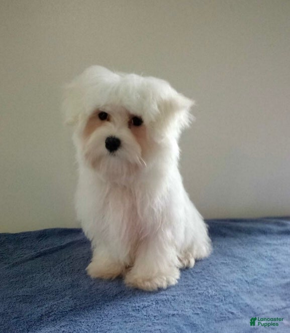 Maltese dogs Max - Ad 1